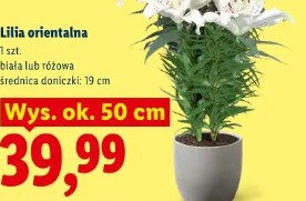 Lilia orientalna