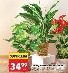 Kwiaty zielone lub kwitnące