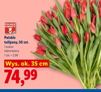 Polskie tulipany, 50 szt.