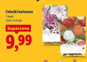 Cebulki kwiatowe