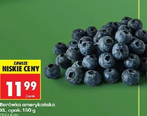 Borówka amerykańska XL