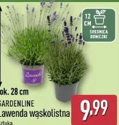 Gardenline Lawenda wąskolistna