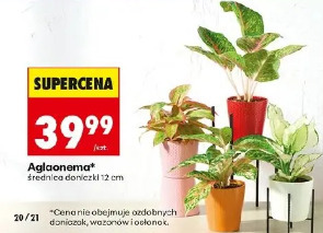 Aglaonema