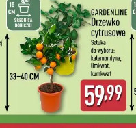 Gardenline Drzewko cytrusowe