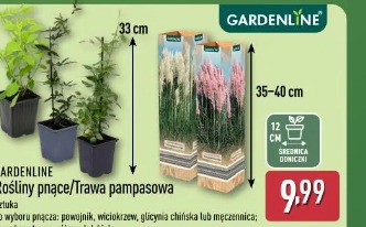 GARDENLINE Rośliny pnące/Trawa pampasowa