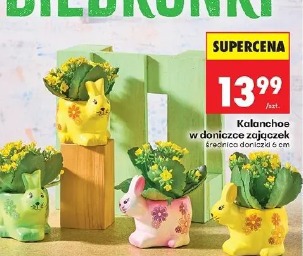 Kalanchoe w doniczce zajączek
