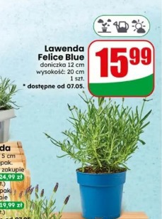 Lawenda Felice Blue