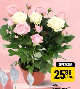 Róża dwukolorowa