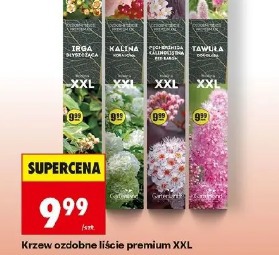 Krzew ozdobne liście premium XXL