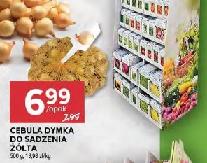 Cebula dymka do sadzenia żółta