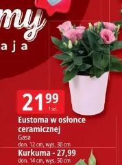 Eustoma w osłonce ceramicznej Gasa