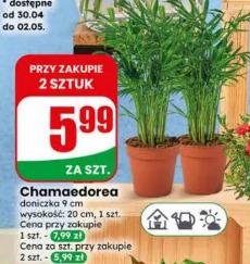 Chamaedorea