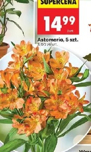 Astomeria