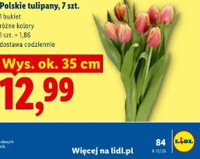 Polskie tulipany, 7 szt.