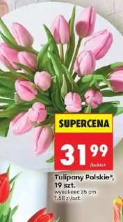 Tulipany Polskie