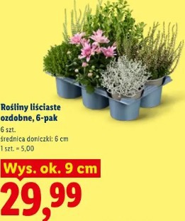 Rośliny liściaste ozdobne, 6-pak