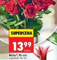 Róża, 15 szt.