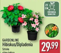 Gardenline Hibiskus/Dipladenia