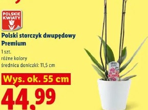 Polski storczyk dwupędowy Premium