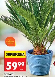 Cycas