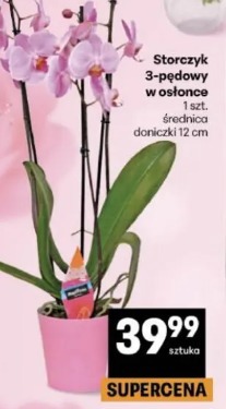 Storczyk 3-pędowy w osłonce