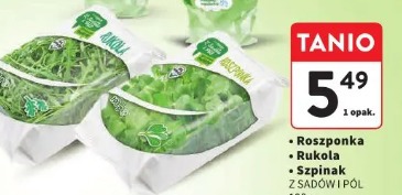 Roszponka, rukola, szpinak Z SADÓW I PÓL