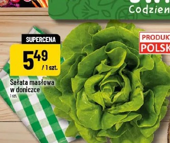 Sałata masłowa w doniczce