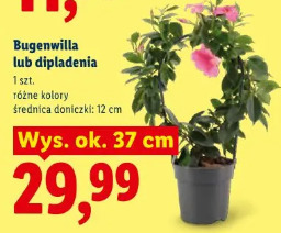Bugenvilla lub dipladenia