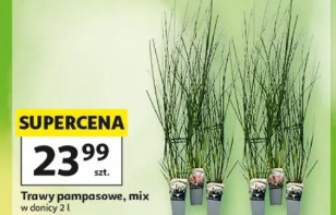 Trawy pampasowe, mix