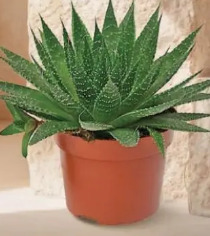 Aloes Gladiator Rock