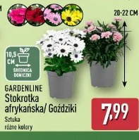 Gardenline Stokrotka afrykańska / Goździki