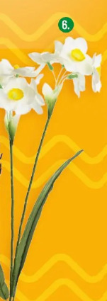 Gałązka żonkila, różne kolory Projektdecor