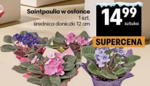 Saintpaulia w osłonce