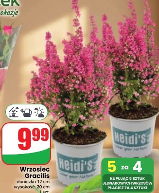 Wrzosiec Gracilis