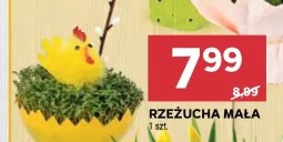 Rzeżucha mała