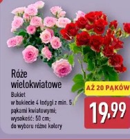 Róże wielokwiatowe