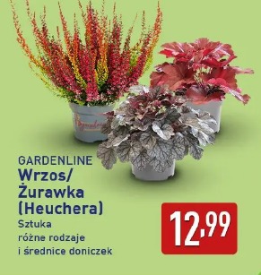 Gardenline Wrzos/Żurawka (Heuchera)