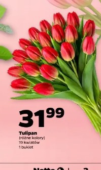 Tulipan