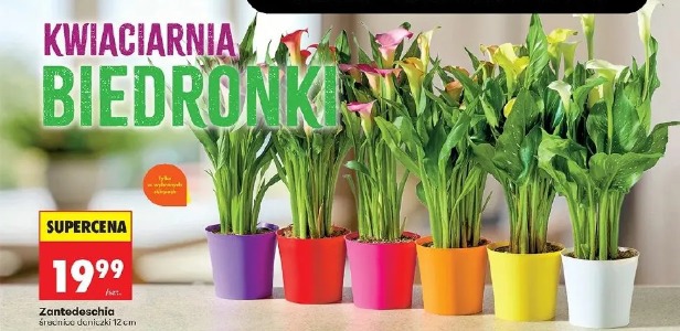 Zantedeschia