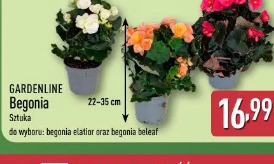 Gardenline Begonia
