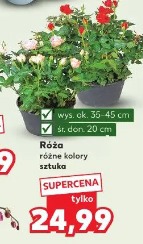 Róża różne kolory