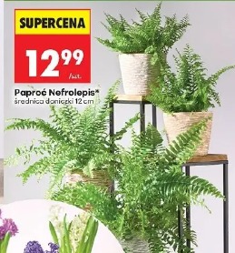 Paproć Nofrolepis
