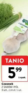Czosnek Z Sadów i Pól