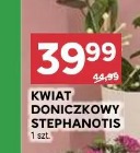 Kwiat doniczkowy Stephanotis