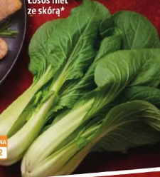 Kapusta Pak choi