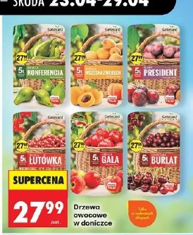 Drzewa owocowe w doniczce