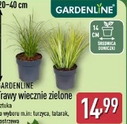 Gardenline Trawy wiecznie zielone