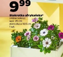 Stokrotka afrykańska