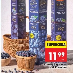 Krzewy jagodowe XXL Premium