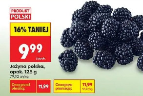 Jeżyna polska